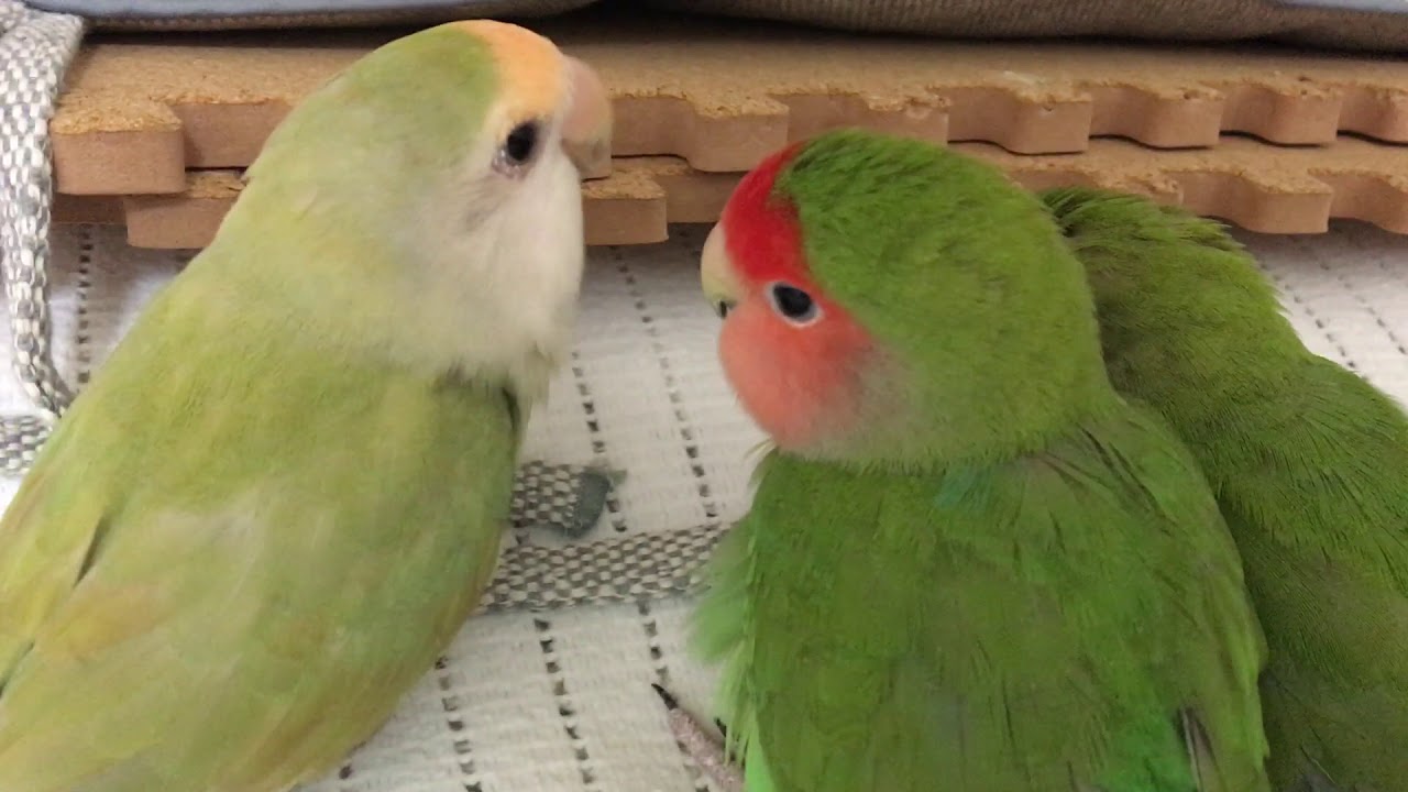 Jr シュシュ外してもらう　小桜インコ　我が家の天使たち5羽