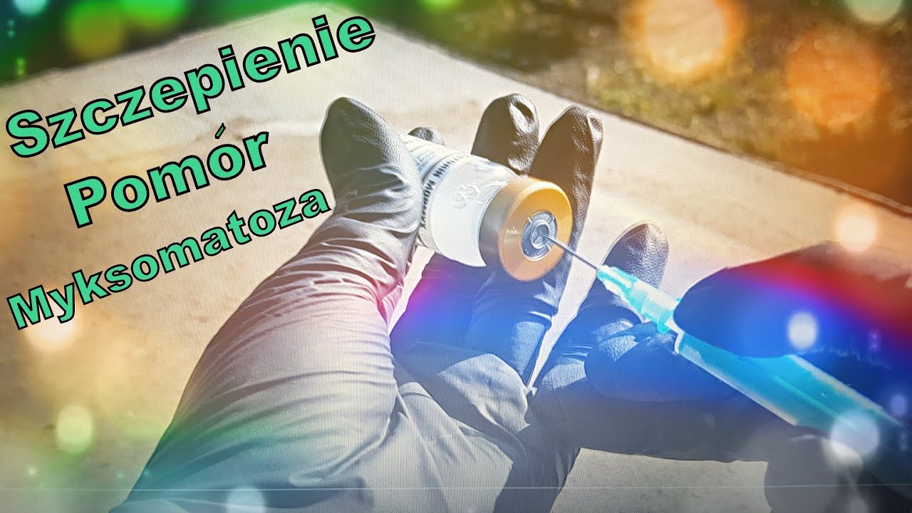 Szczepienie królików #poradnik 1