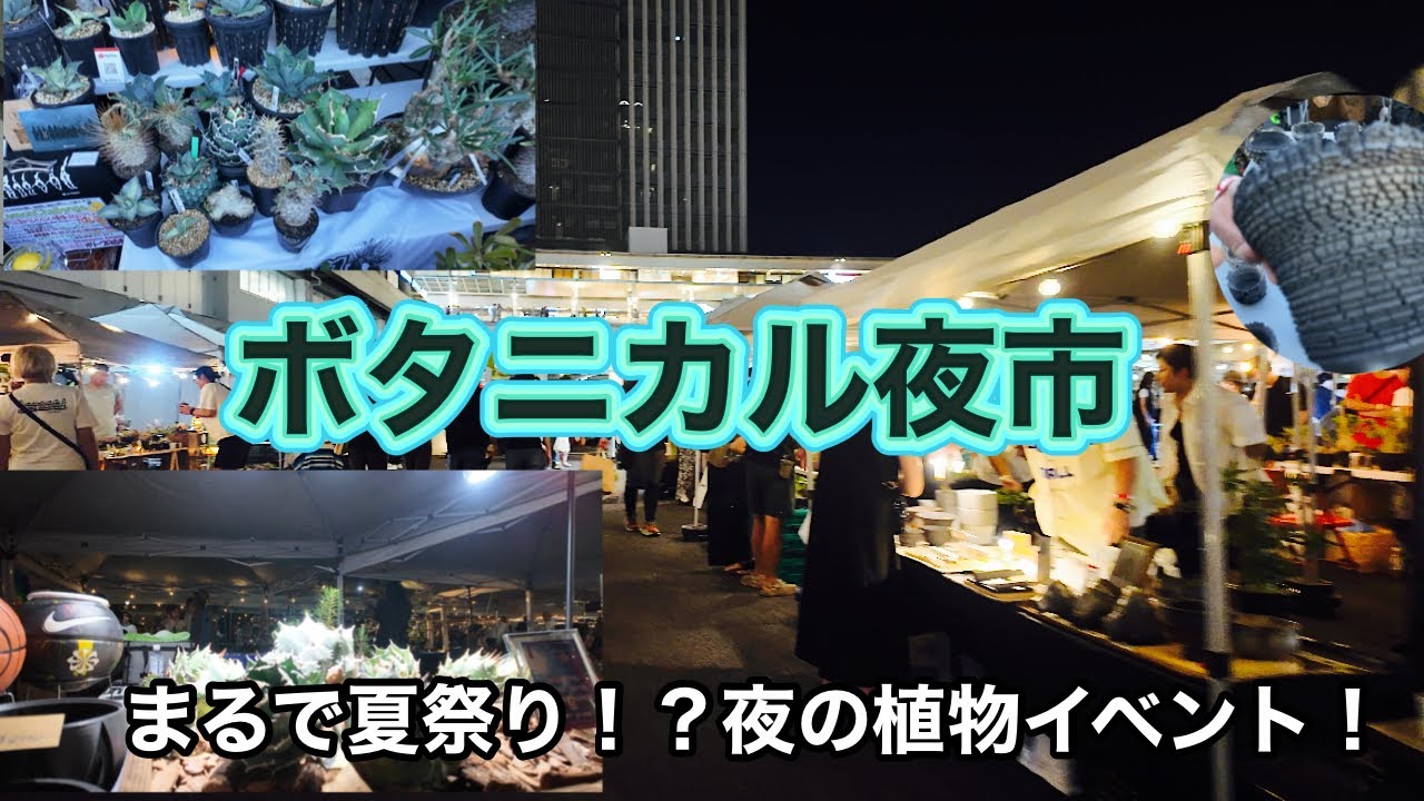 幻想的すぎる夜の植物イベント！ボタニカル夜市に行ってきた（注:会場内の音楽のためbgm大きめです！）