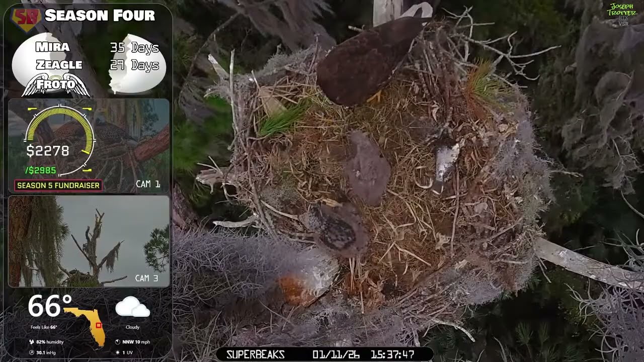 🦅Yesterday at SuperBeaks | Jan 11, 2026 - I eat first,👀but i'll save some for you!😇 Mira & Zeagle💕
