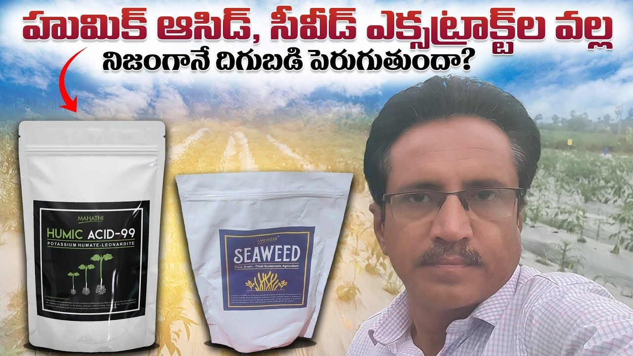 Humic Acid  Seawead Uses |  How to  Use Humic Acid, Seawead In Plants హుమిక్, సీవీడ్ ఎందుకు వాడాలి?