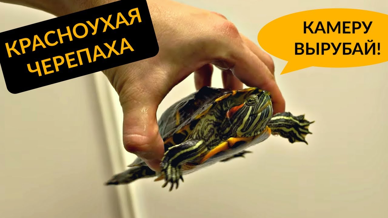 Красноухая черепаха дома: ошибки которые убивают питомца
