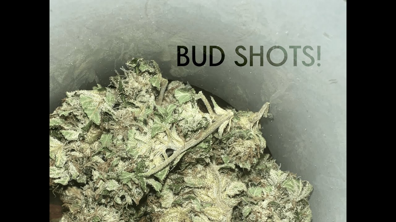 Southern Ontario Outdoor Cannabis Grow Early Bud Shots! 4K
