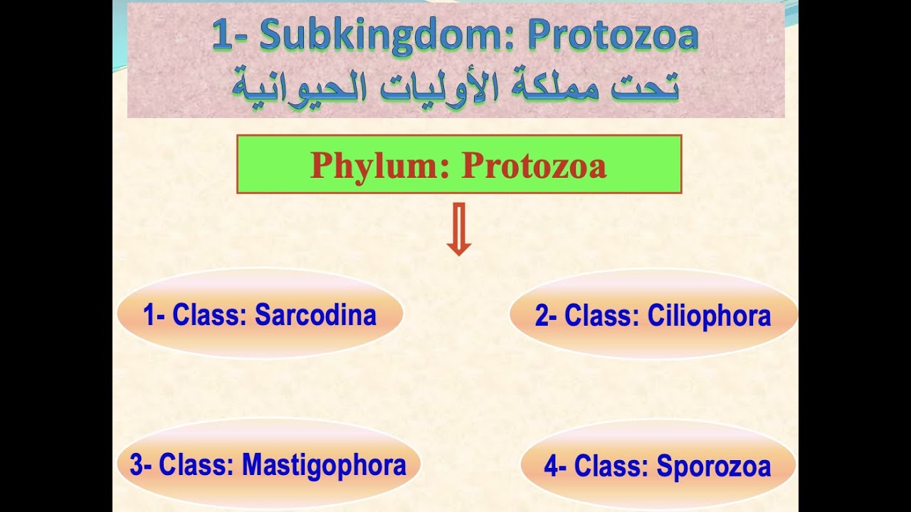 Phylum Protozoa شعبة الحيوانات الأولية