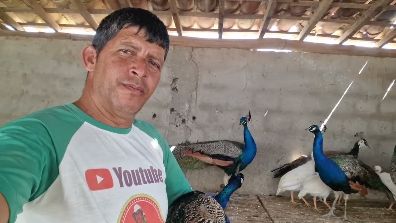 VANIO DA FEIRA DAS GALINHAS REGISTRADO AS NOVIDADES QUE ES TAR DES PONIVES #NORDESTE 