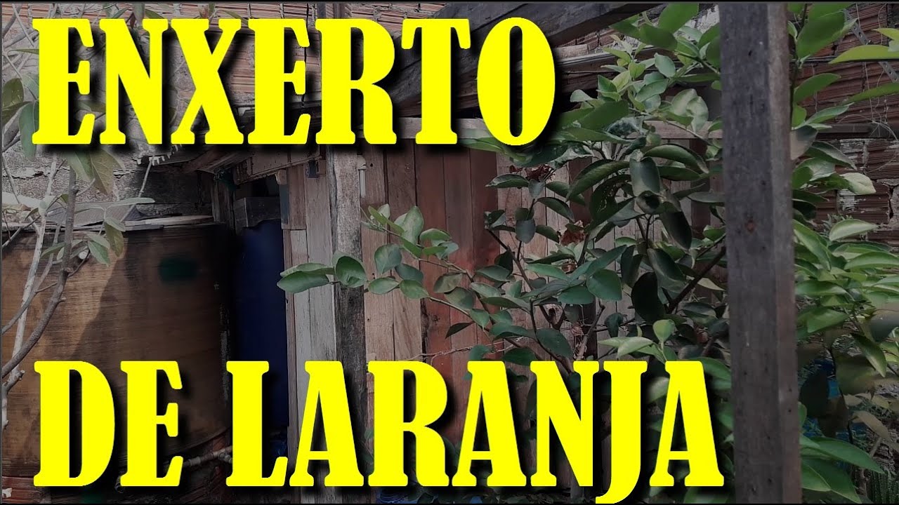 Enxertia de Laranja - Veja Como Enxertar Laranja no Limão Taiti