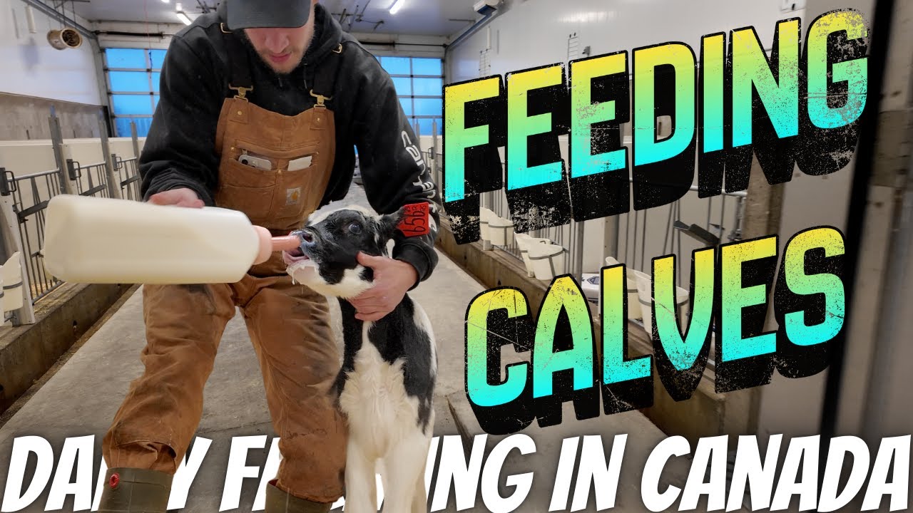 Feeding Calves On Christmas!