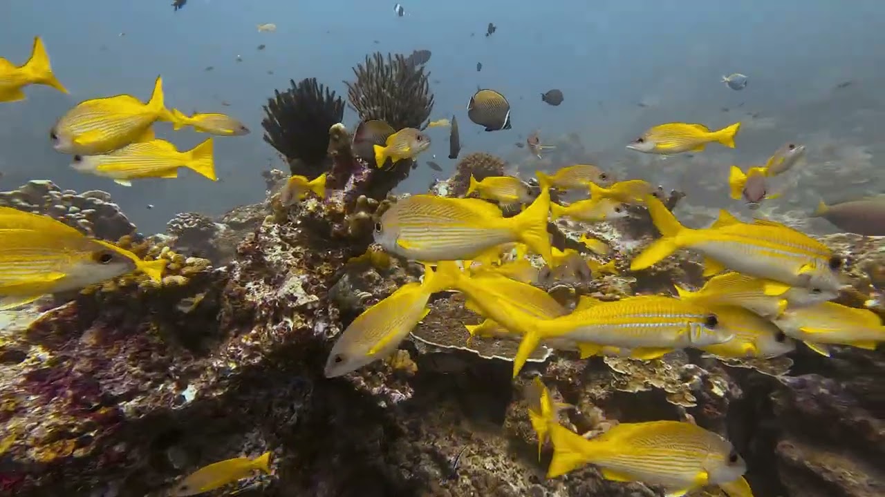 [SEA THE WORLD]  EP4  斯米蘭密密麻麻