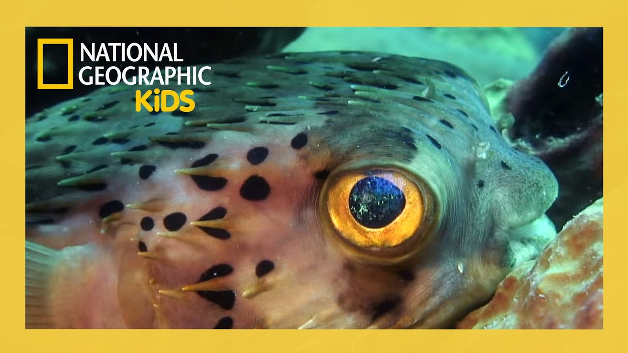 Monster Mash Full Episode 🕷️🐐 | Freaky Creatures | @natgeokids
