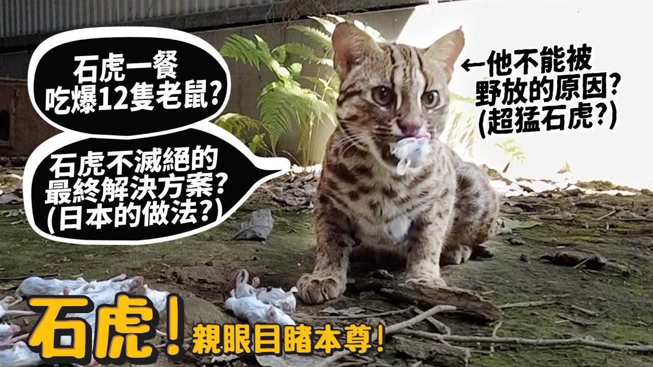 【從零開始養】石虎!挑戰1餐吃爆12隻老鼠!石虎不滅絕的最終方案(日本做法)?石虎為什麼叫石虎?【許伯簡芝】