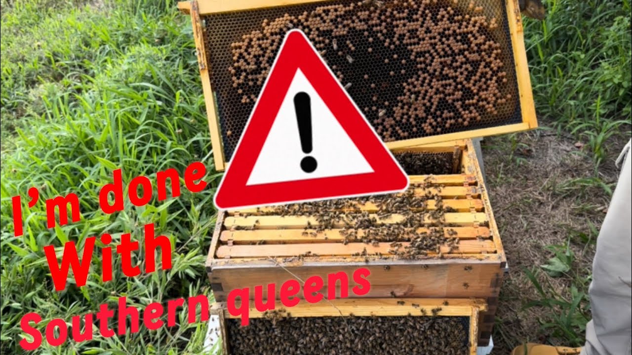 Beekeeping : Queen issue I’m done with southern Queens