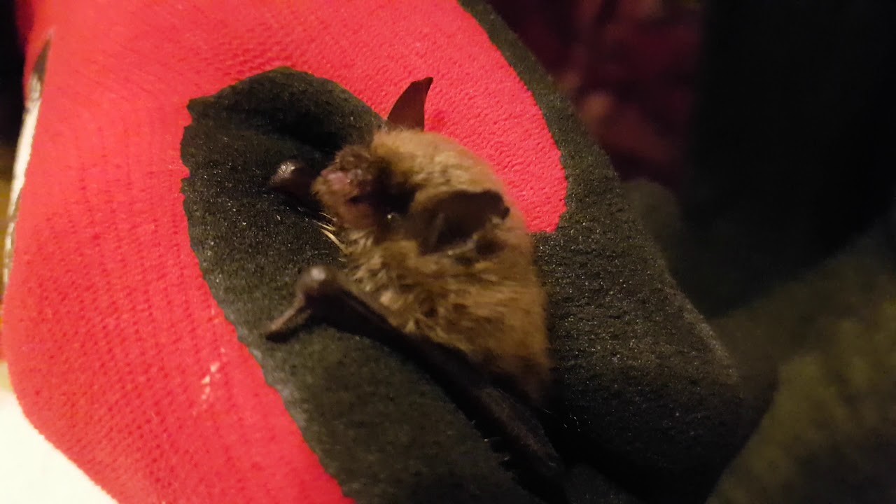 Whiskered Bat in care