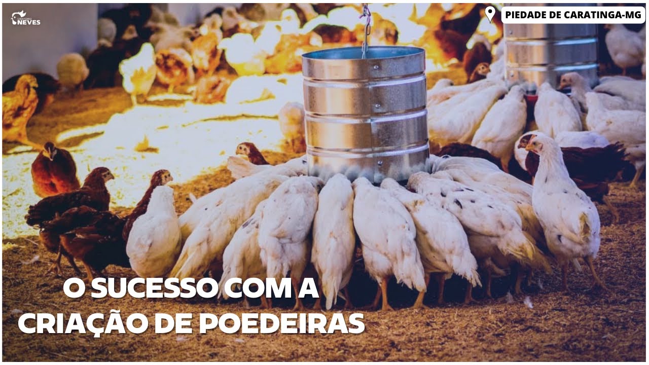 Como começar sua própria CRIAÇÃO DE POEDEIRAS em um pequeno SÍTIO SUSTENTÁVEL e fazer SUCESSO
