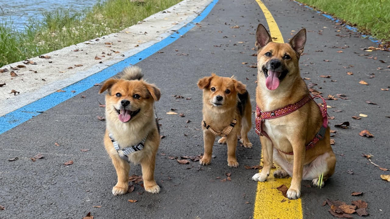 다견 강아지 일상 훔쳐보기 dog vlog 🤎🧸🌾