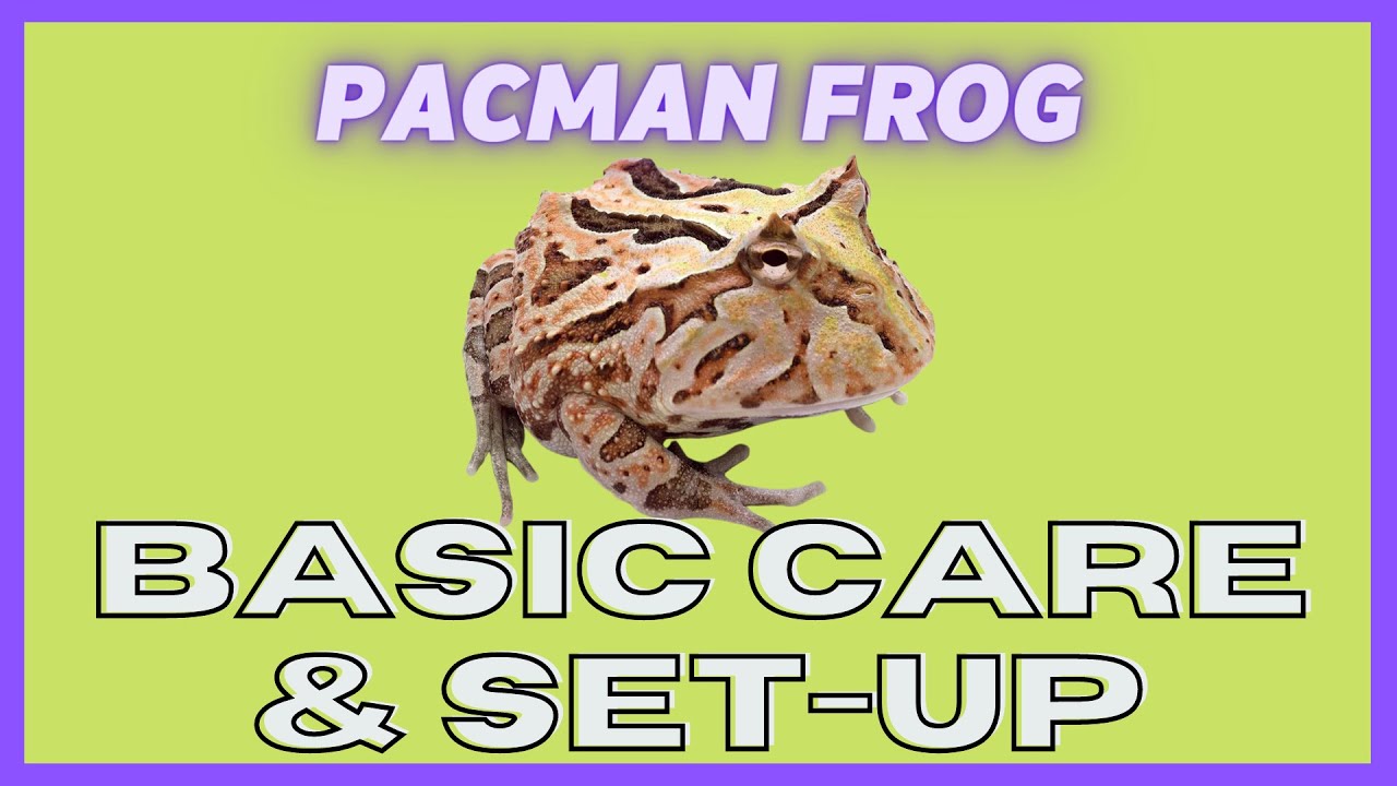 UGR - Pacman Frog Care Video