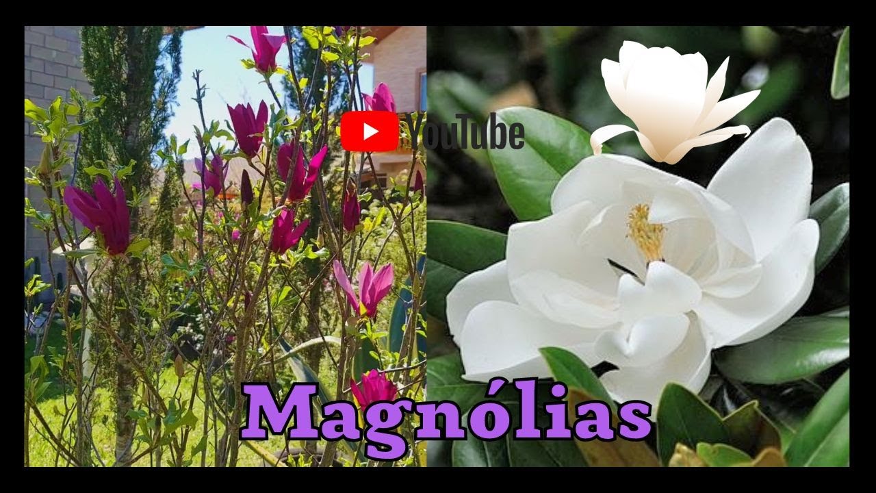 Magnólia roxa e magnólia grandiflora - YouTube