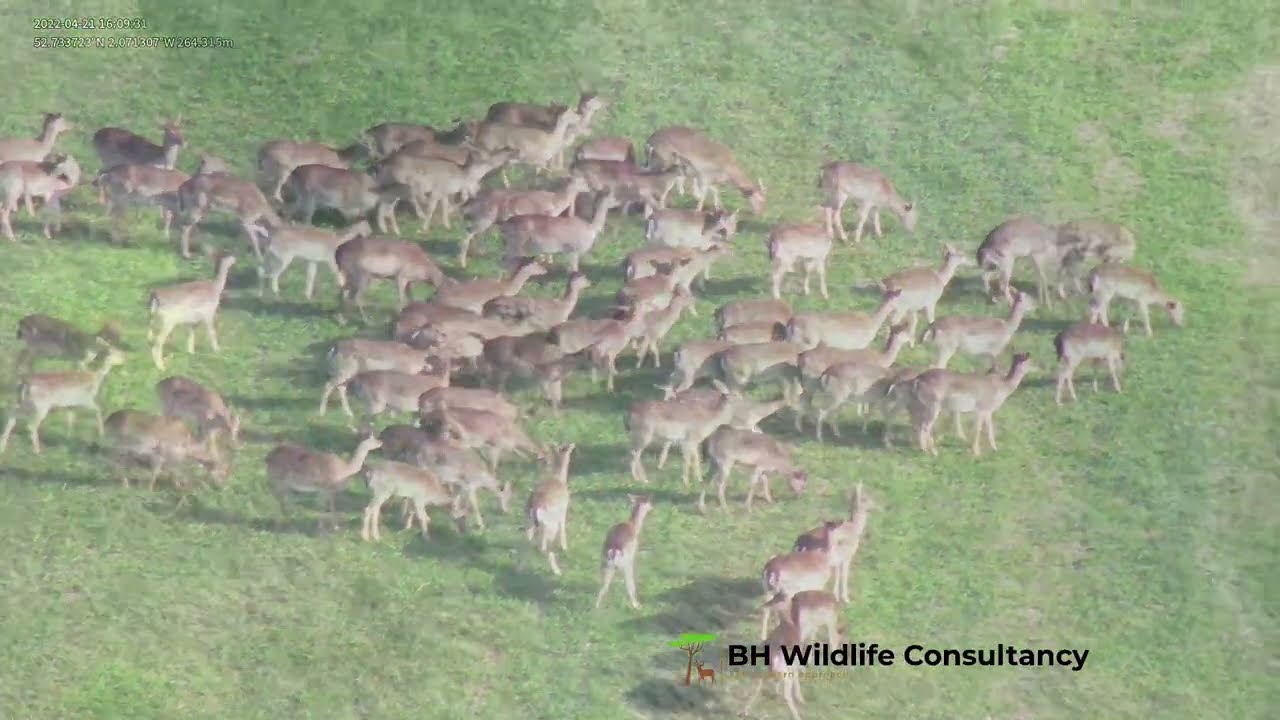 Wildlife Drone Footage of deer from all over the UK