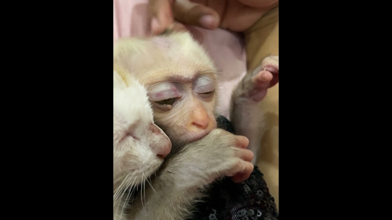 #lovebabymonkey #babymonkey #sweetmonkey #babyprimate #baby #welovemonkey