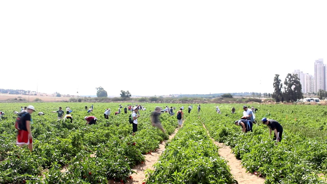 Yeshivat Lev HaTorah-Peppers, Beaches, and the IDF