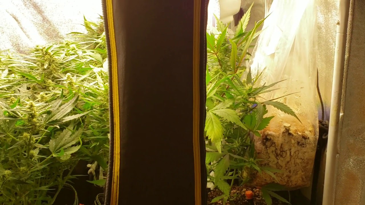 Fast buds gelato auto day 46//42 fast buds blackberry day 38 sonoma seeds purple kush day 46