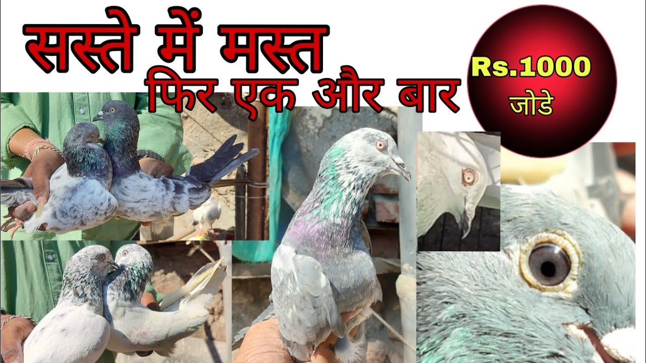 १०००₹ जोडे 👈😱 फिर एक और बार 🙌😯🕊️#kabutar #mumbai loction Malad #malad 👆👆#subscribe 