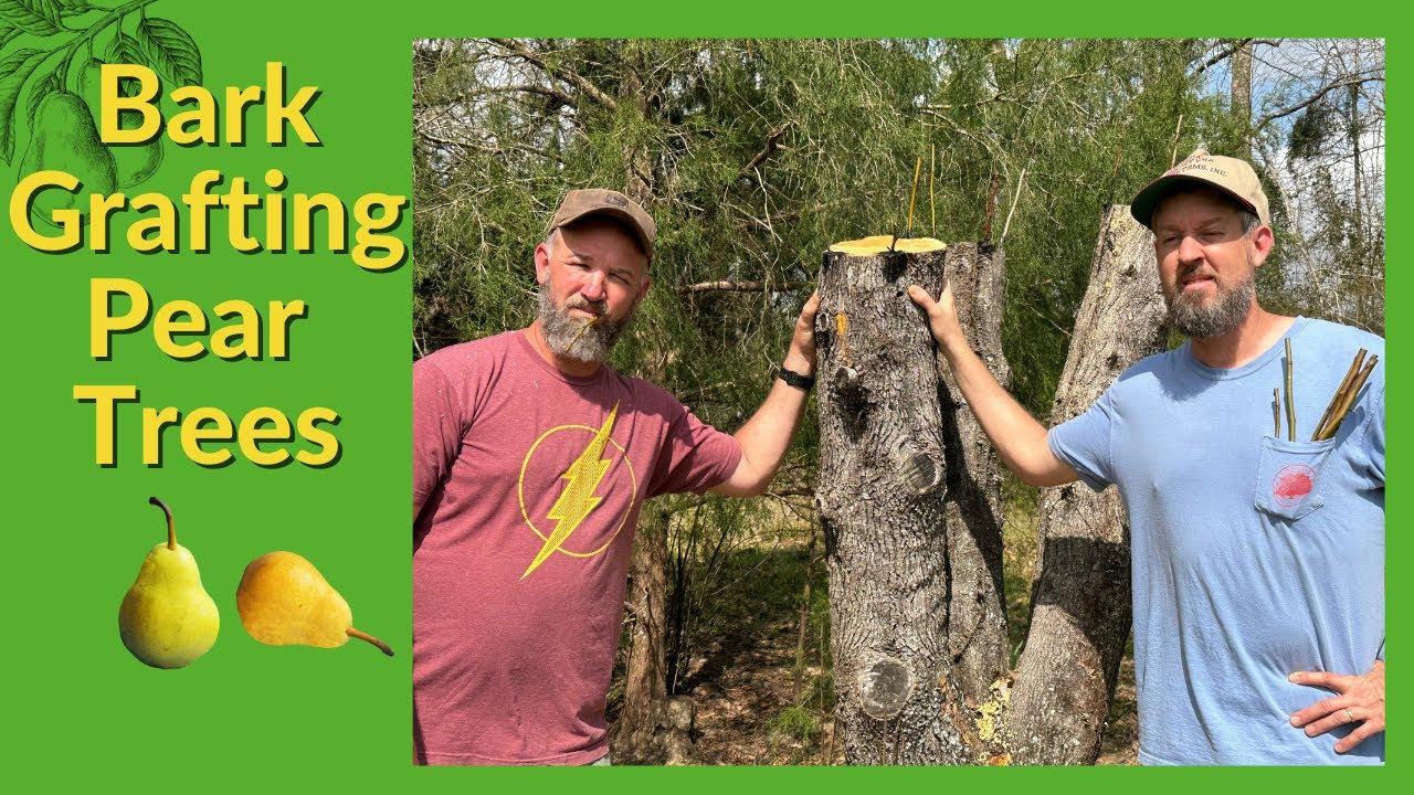 How to Bark Graft From Bradford Pear to Fruiting Pear
