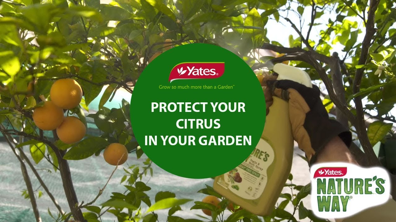 How to organically control chewing and sucking pests on citrus plants, with Kim Syrus