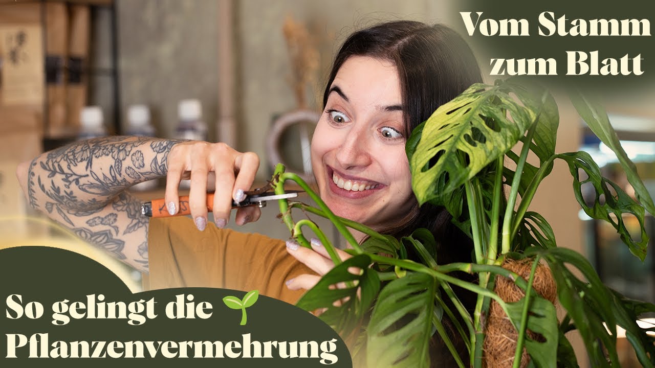 Pflanzen vermehren 🌱 Methoden, Substrate & mein Geheimtipp für gesunde Stecklinge!