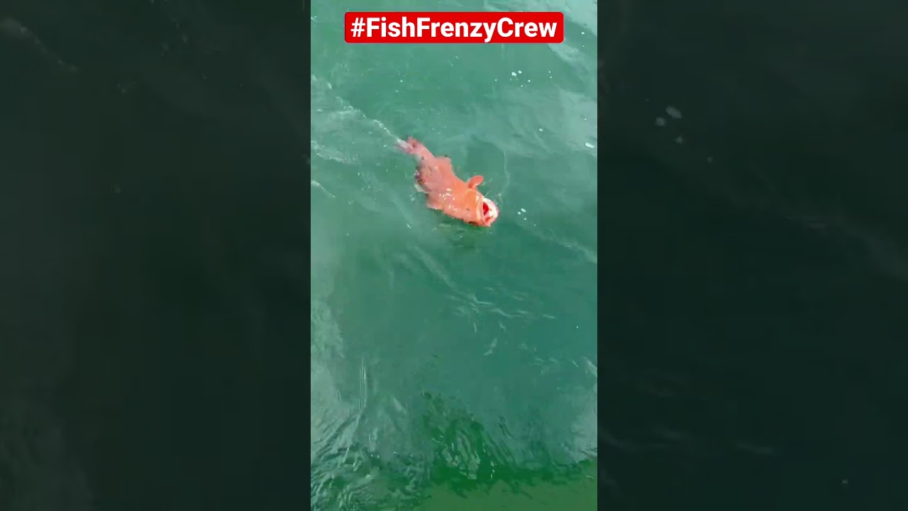 This vibrant beauty here, is a &ldquo;Red Grouper&rdquo;&hellip;  #fishfrenzycrew #florida #redgrouper #bottomfishing
