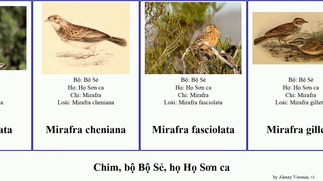 Chim, bộ Bộ Sẻ, họ Họ Sơn ca mirafra vân dài calandrella galerida tước bird hung tai deva cinerea