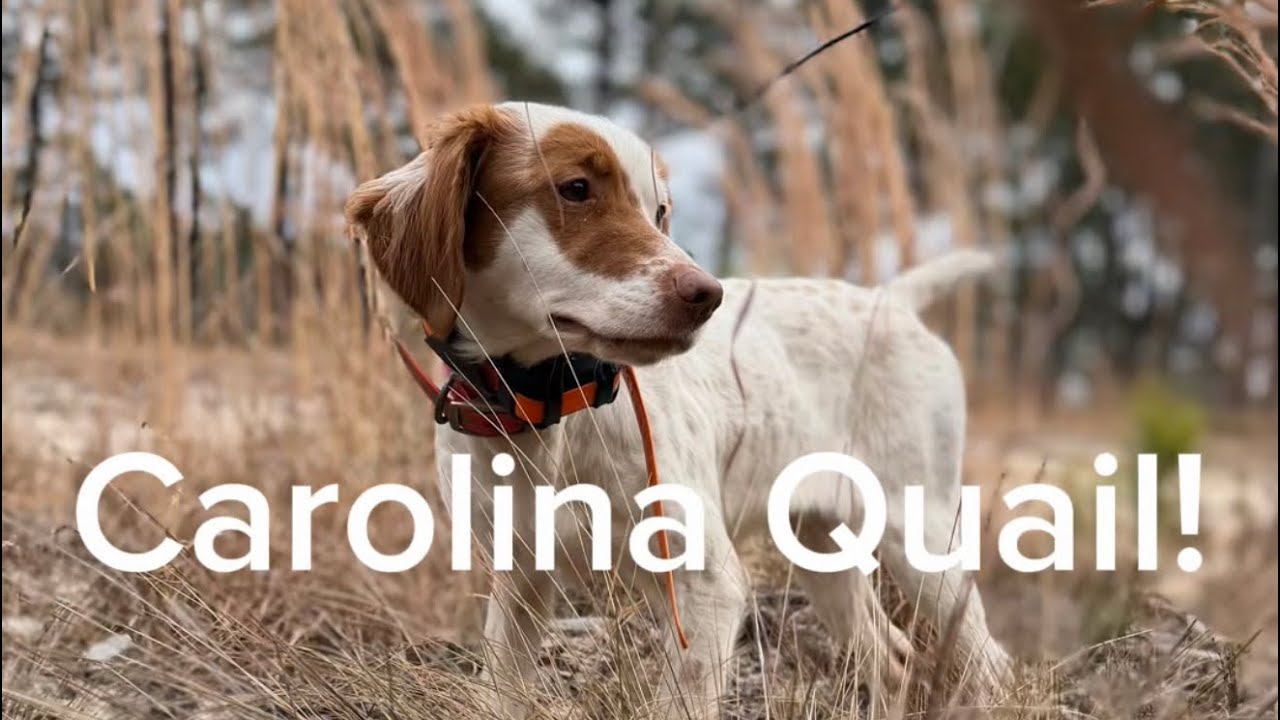 Carolina Quail! 