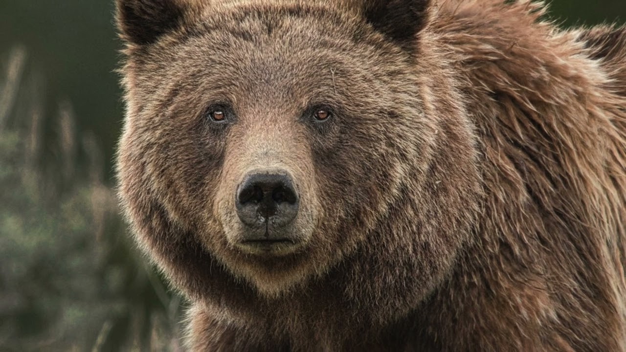 Grizzly 399: Farewell to the Queen