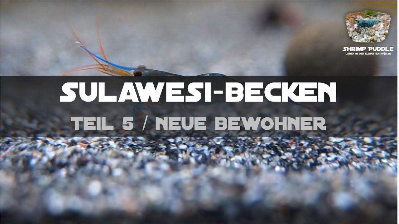 SULAWESI BECKEN TEIL 5 / NEUE BEWOHNER