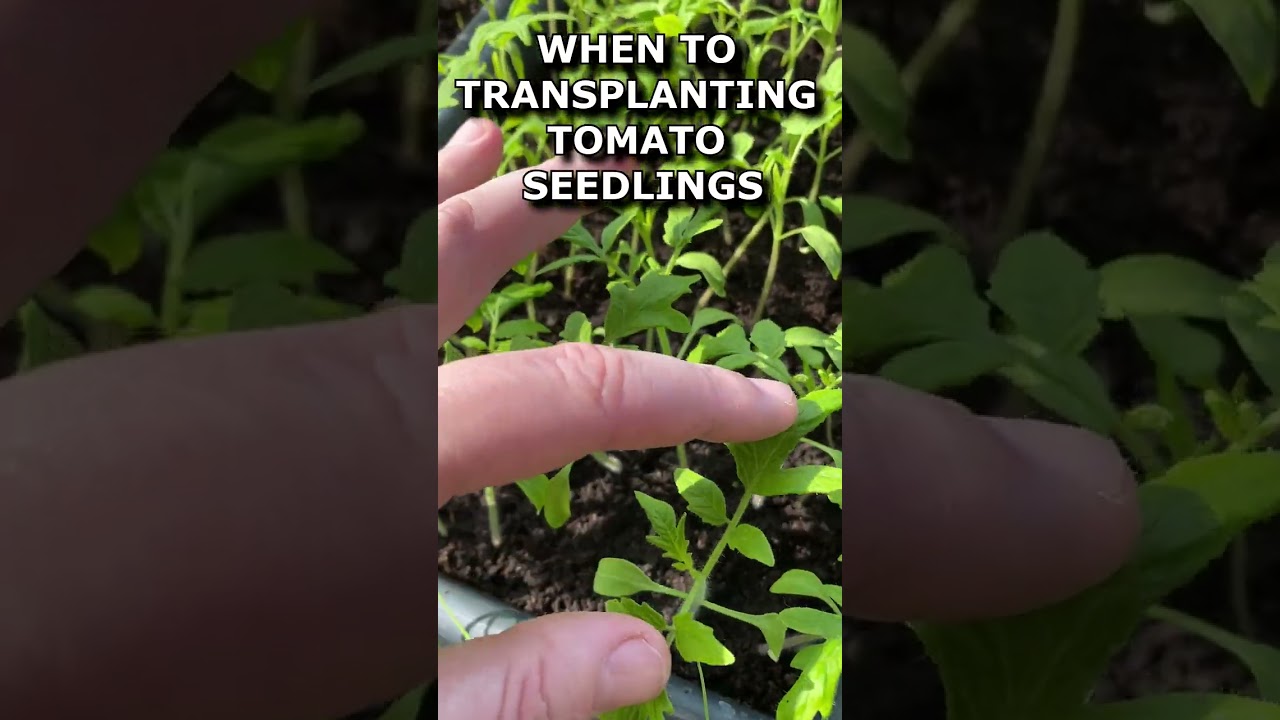 WHEN TO TRANSPLANTING TOMATO SEEDLINGS