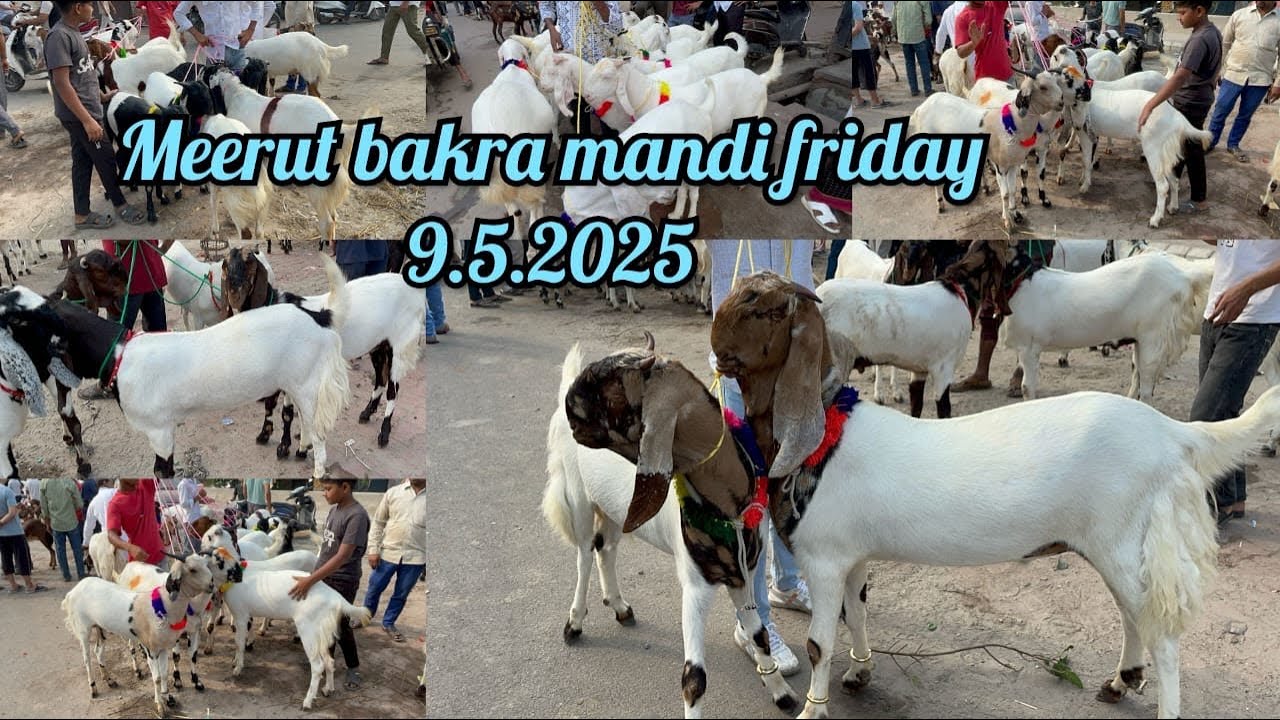 Meerut bakra mandi friday 9 May 2025#viralvideo #animals #goat #youtubevideo #bakramandi #video