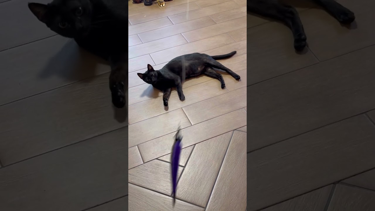 Черная кошка играет