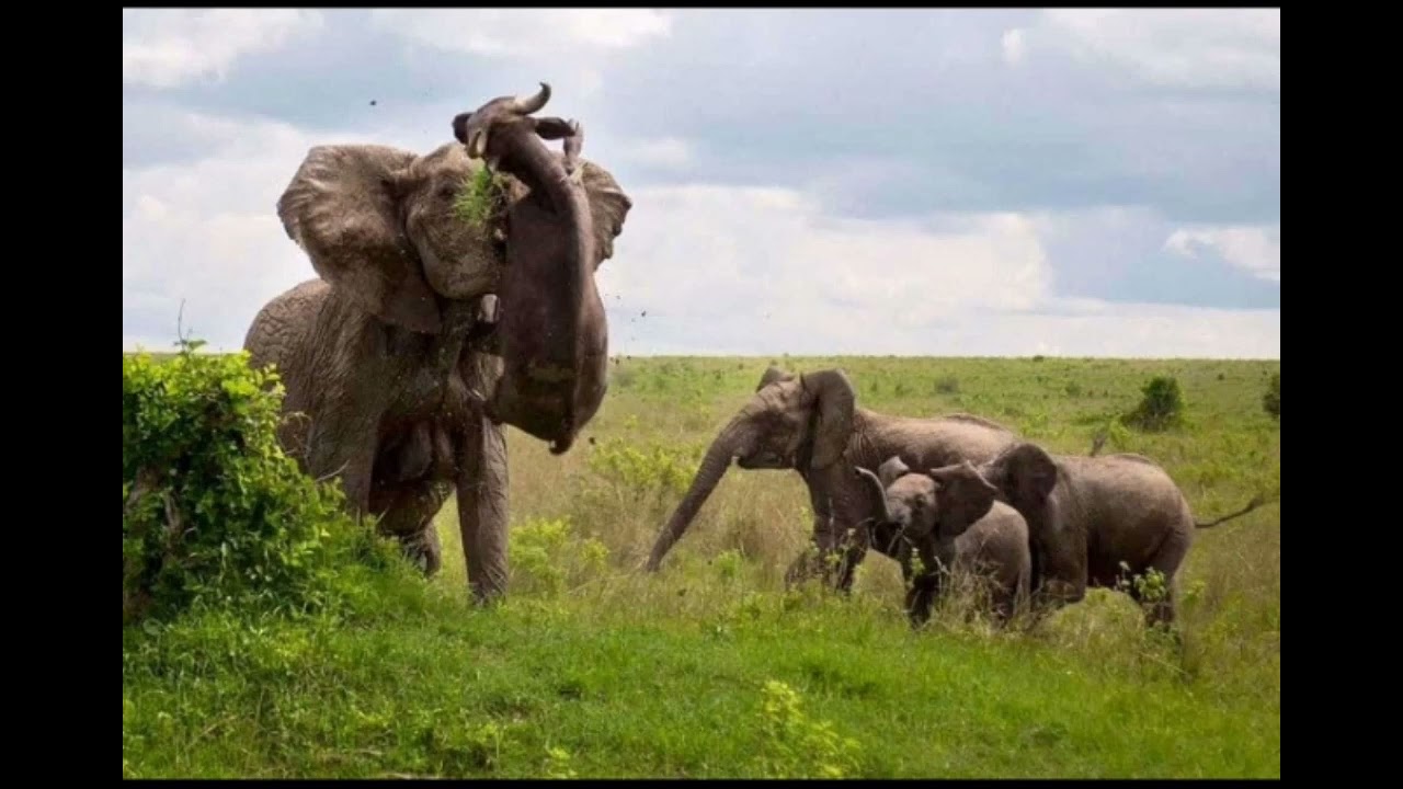 Lubaro pa Acholi ( the Acholi Anthem)