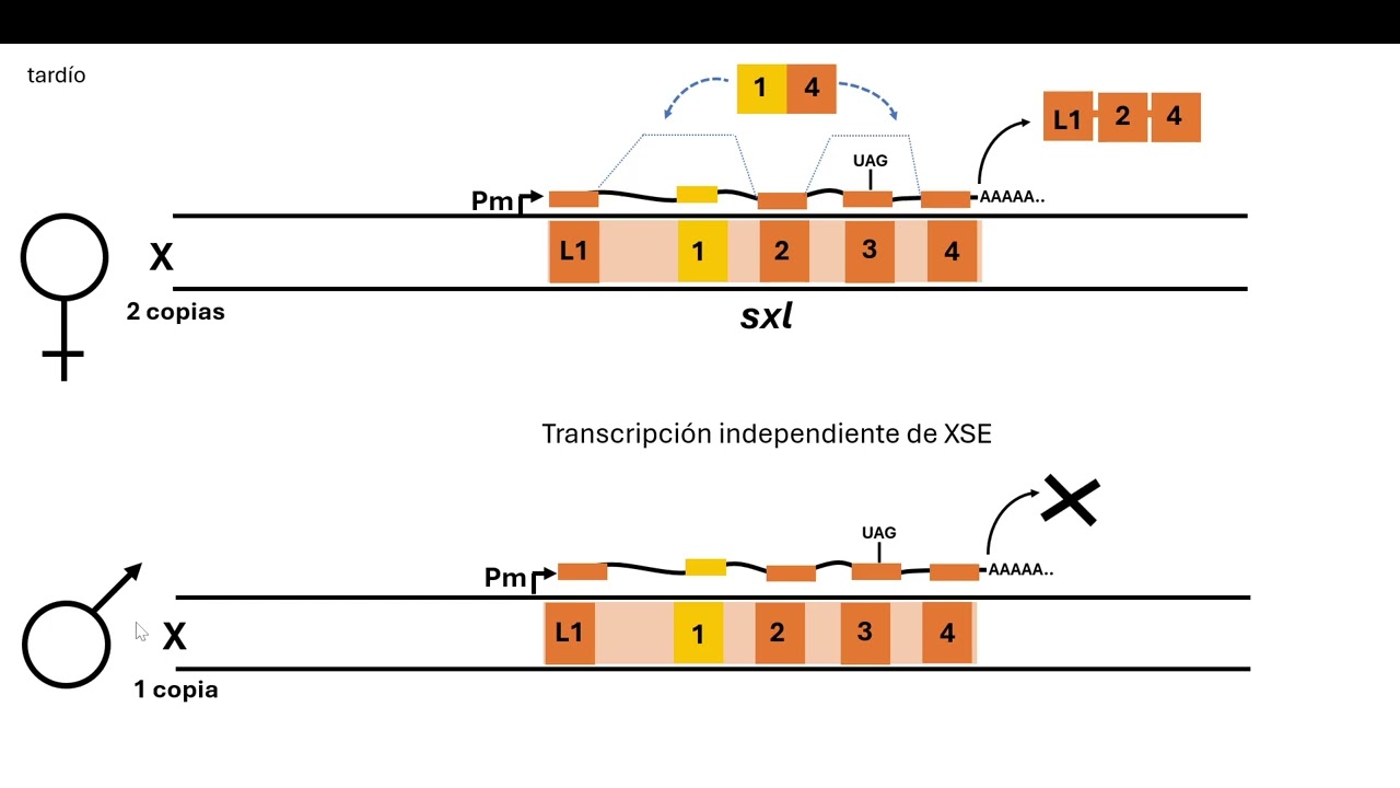 Determinación del sexo en Drosophila