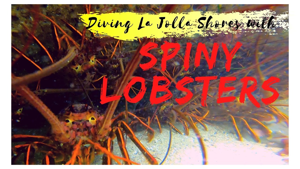 Snorkeling, Diving La Jolla Shores with Spiny Lobsters ! (San Diego, California)