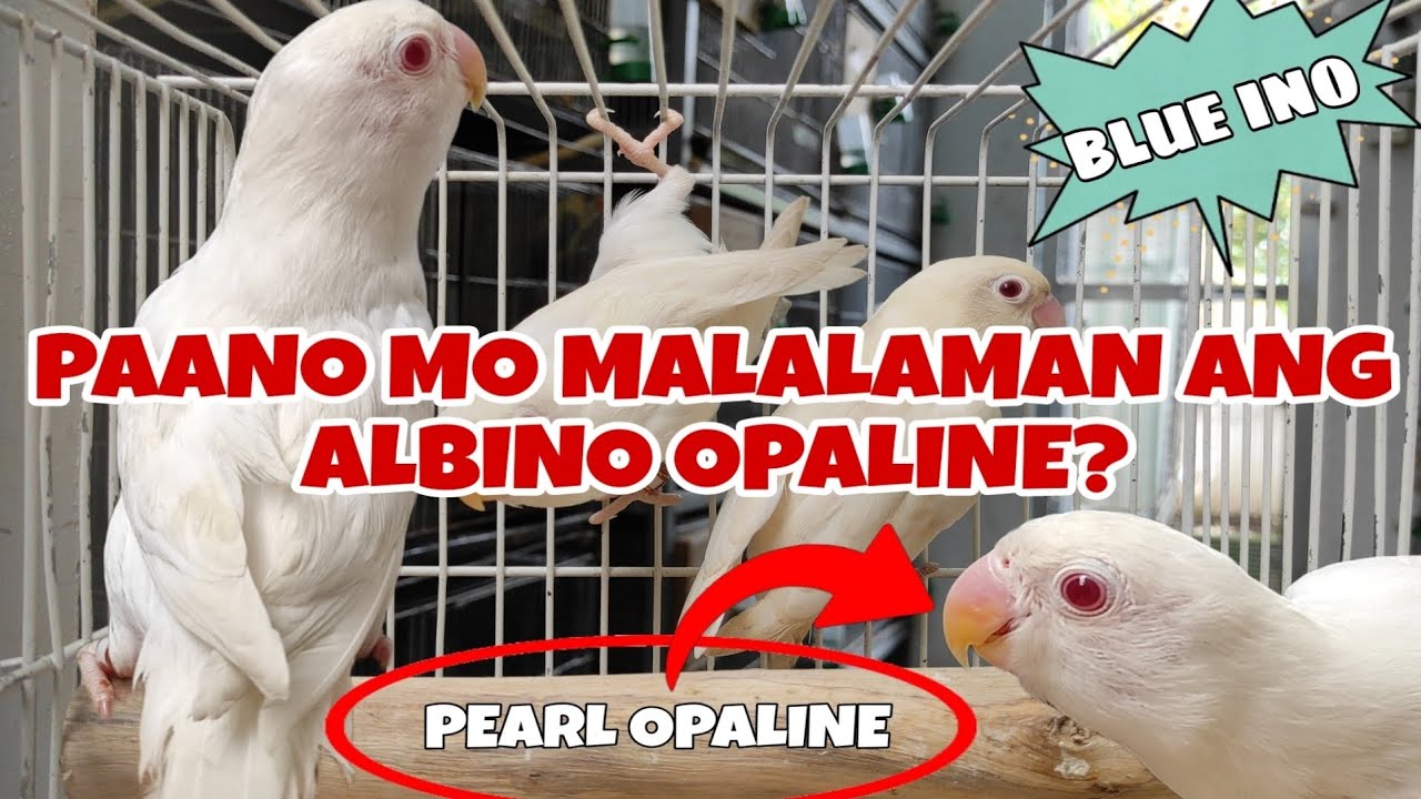 PAANO MO MALALAMAN ANG ALBINO OPALINE? 🙂