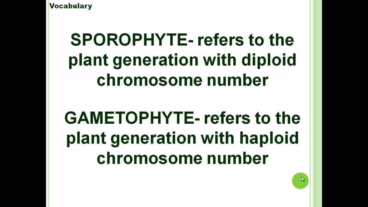 Alternation of Generation in Plants