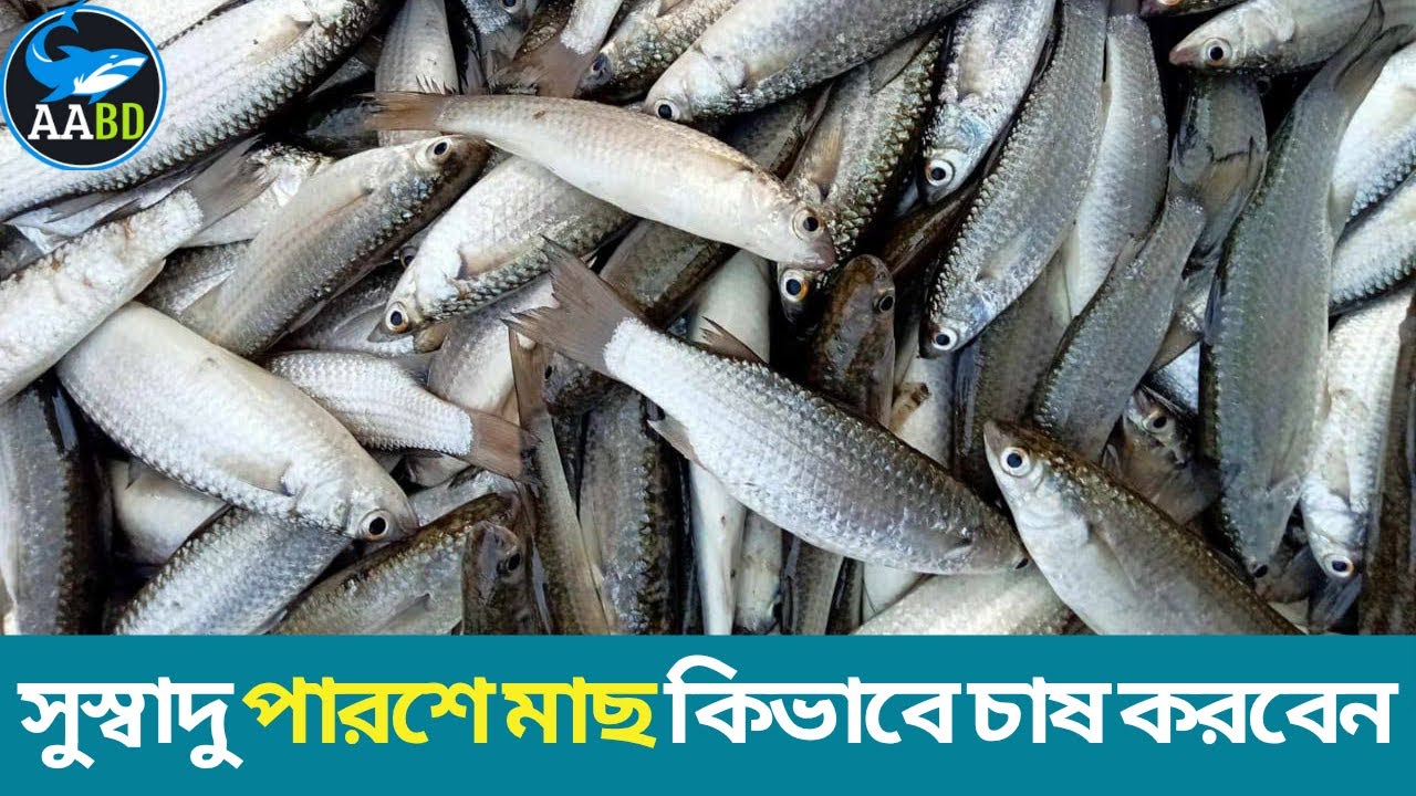 পুকুরে লোনা পানির পারশে মাছচাষ পদ্ধতি (How We Can Culture Parshe Fish in Pond)