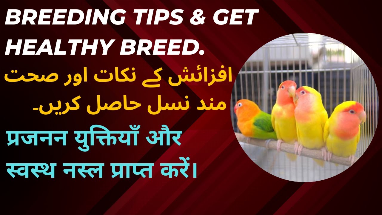 Breeding Tips #breeding #lovebirdbreedingfaster #breedingformula