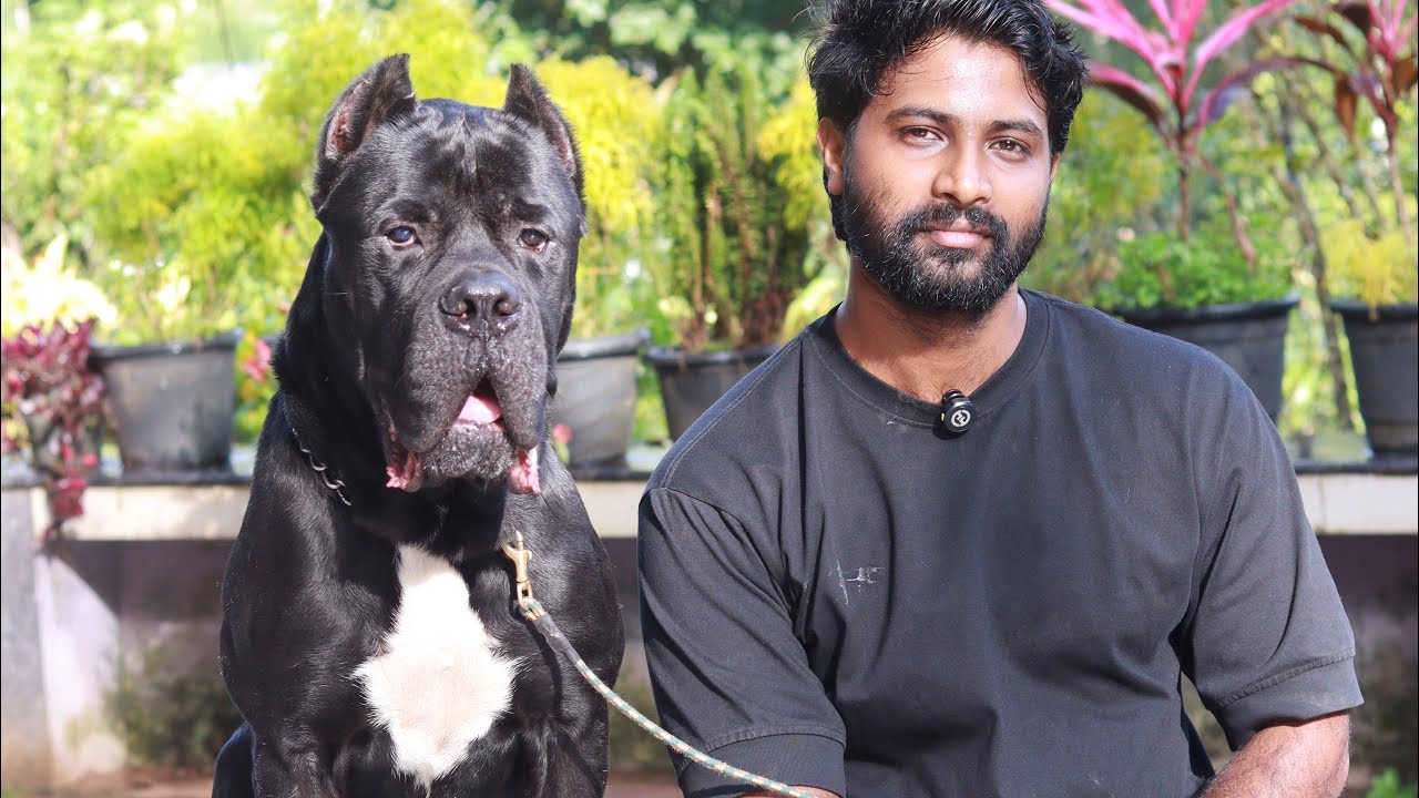 വയനാട്ടിലെ കരിമ്പുലി, വന്യ മൃഗങ്ങളെ തുരത്താൻ ഇവനൊരാള് മതി Cane Corso Dog puppies 