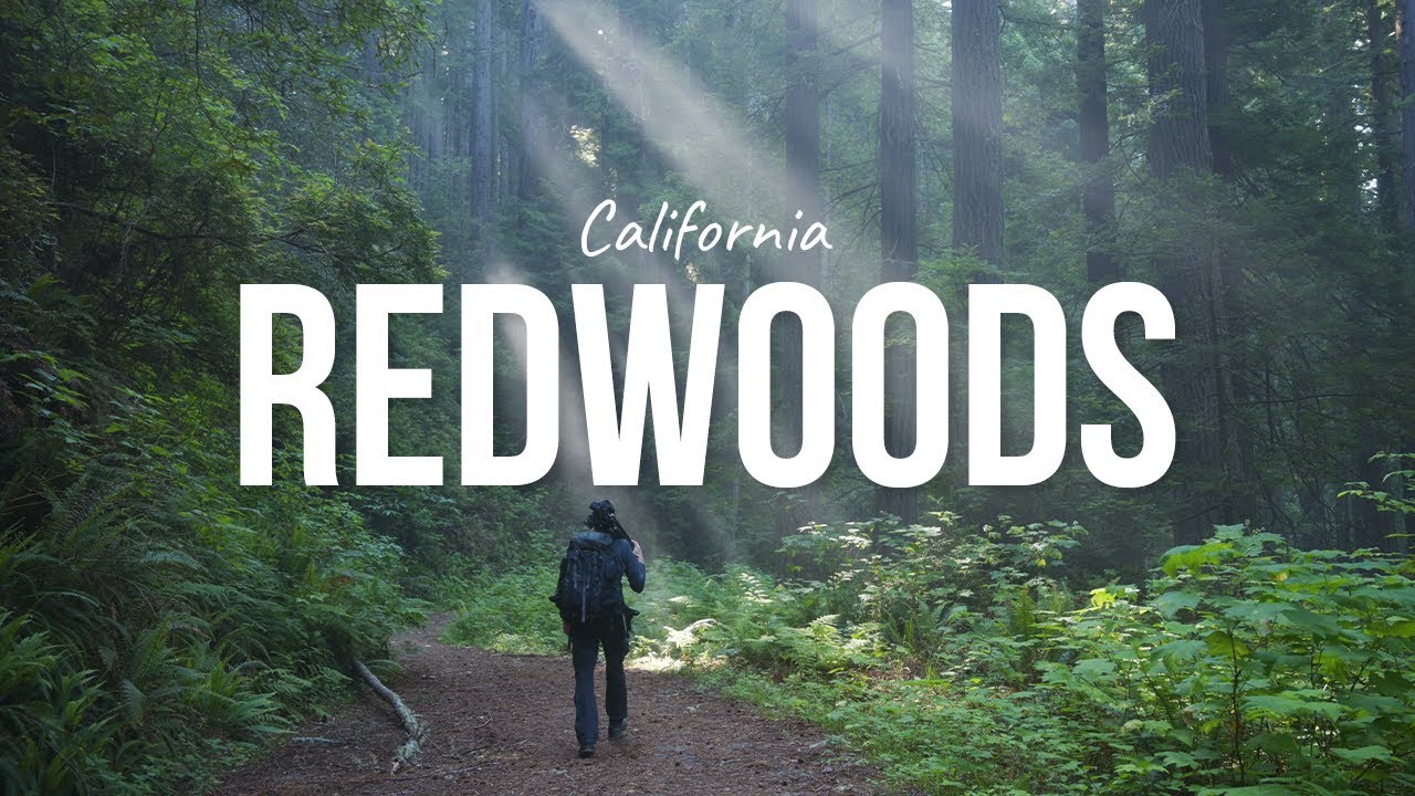 Landscape Photography in the California Redwoods