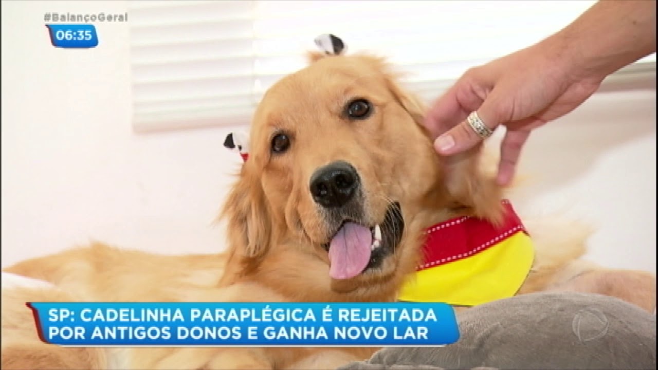 Cachorra paraplégica ganha nova família após ser rejeitada