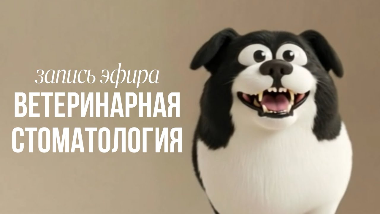 Гигиена зубов кошек и собак в домашних условиях. Временные зубы | запись эфира