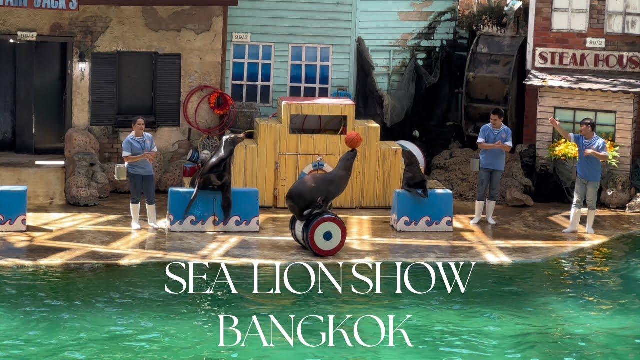 Sea Lion Show 🦭 | Bangkok 📍