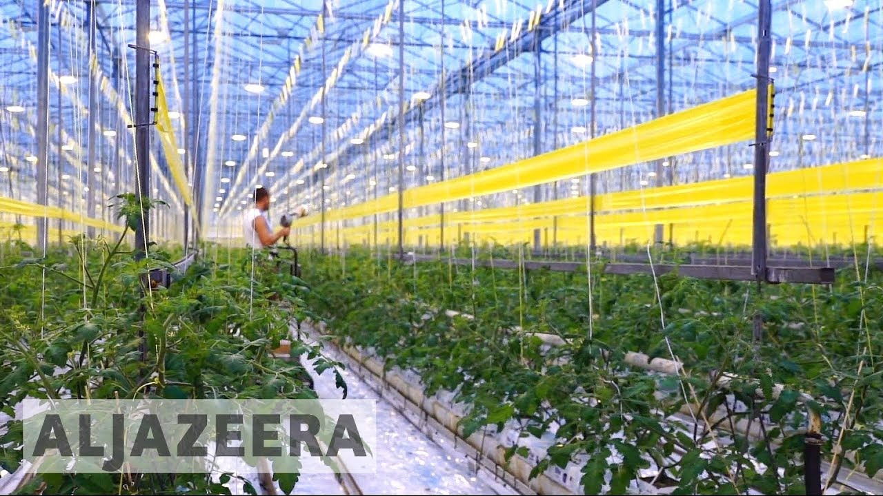 Dutch scientists close to 'breakthrough' method of growing crops in deserts