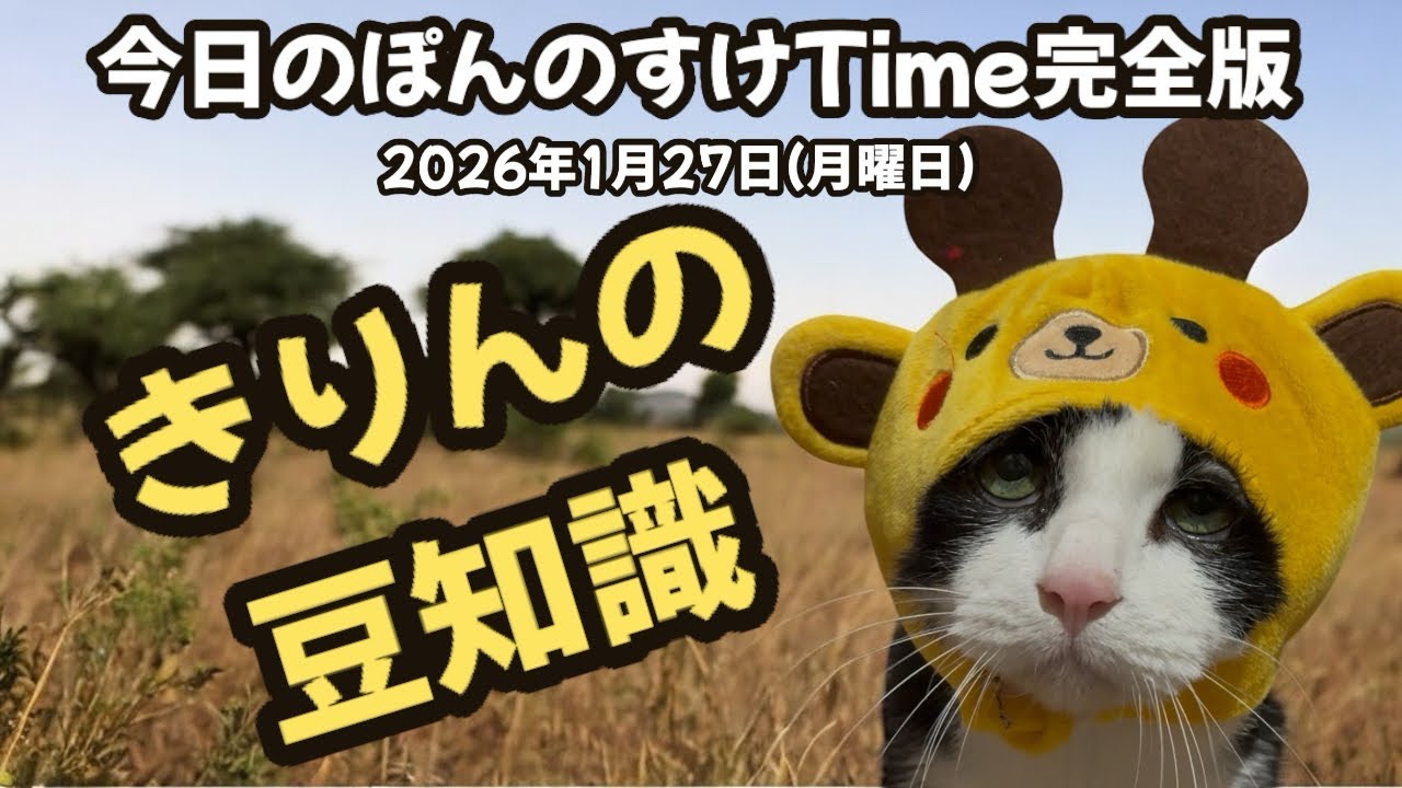 今日のぽんのすけTime完全版 1月27日(火曜日) きりん #cat #ねこ #保護猫 